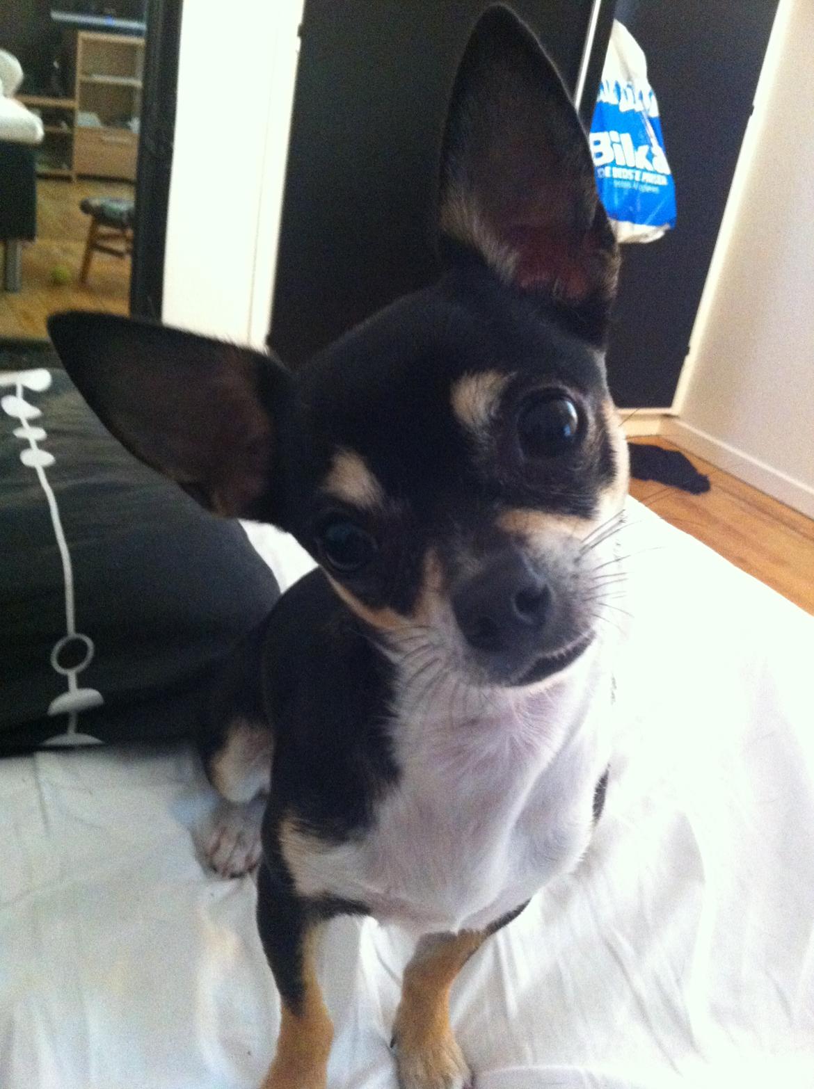 Chihuahua Mille billede 1