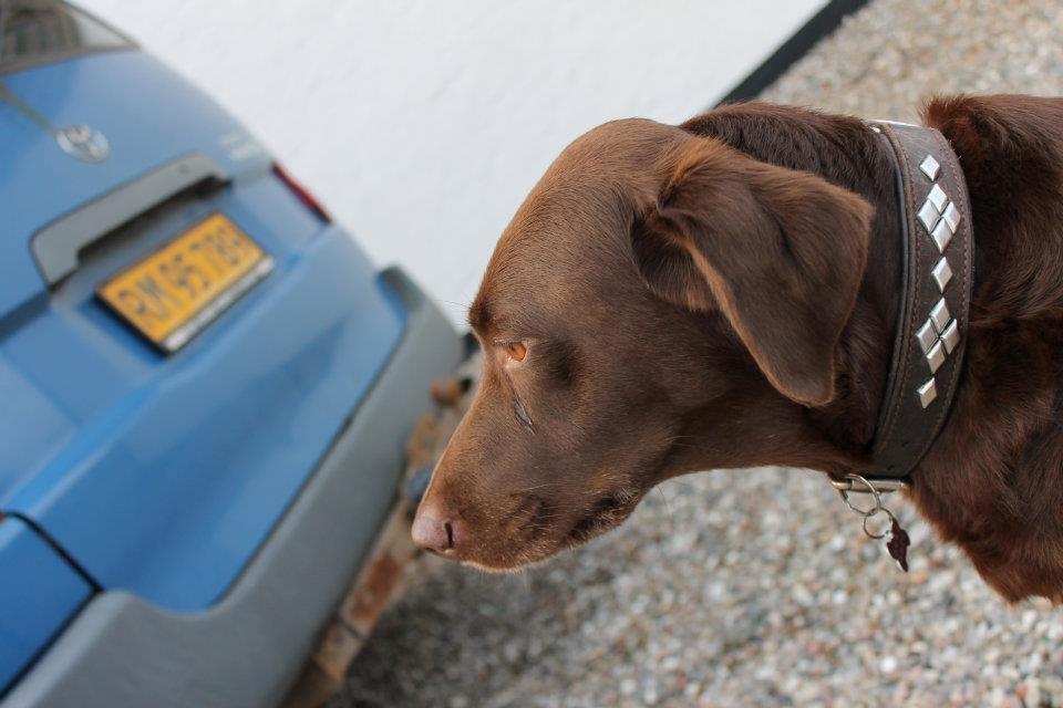 Blanding af racer Ninka billede 2