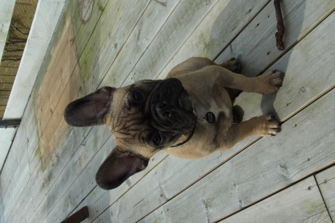 Fransk bulldog Douglas - 4 mdr. billede 11