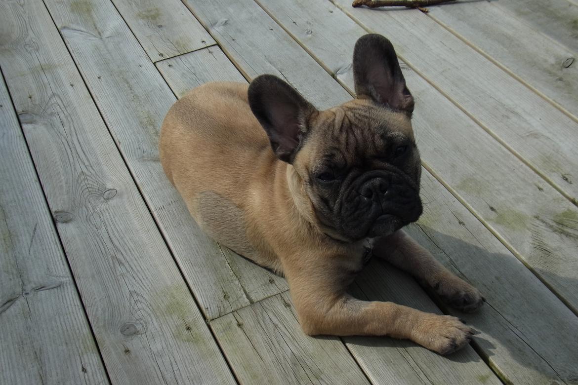 Fransk bulldog Douglas - 4. mdr. billede 12