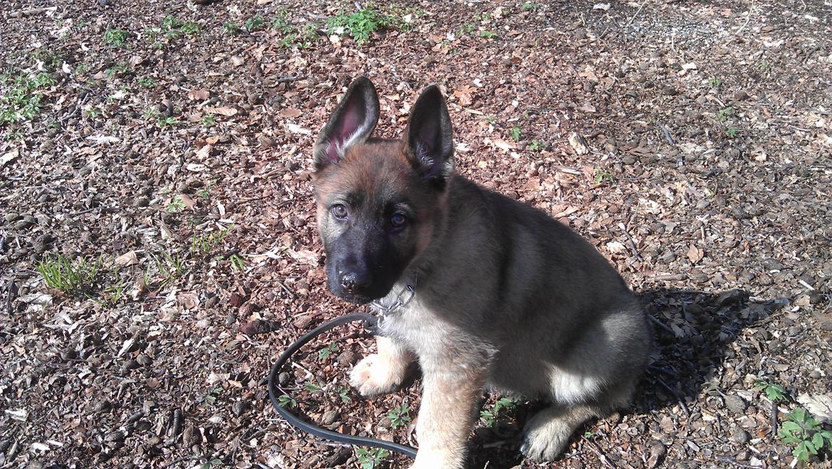 Schæferhund kegean  - så er min hund kommet hjem billede 1