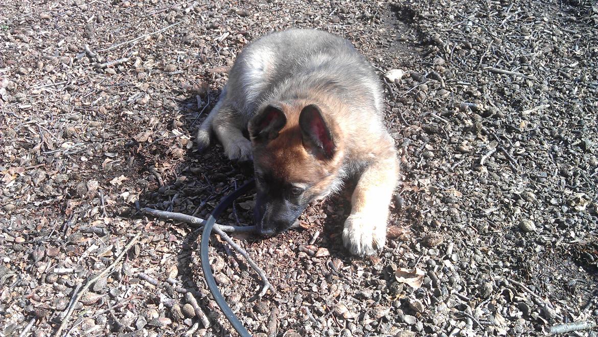 Schæferhund kegean  billede 12