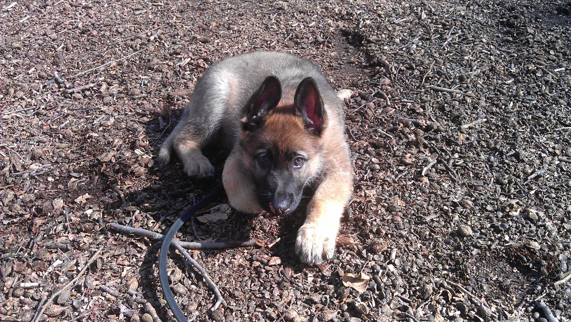 Schæferhund kegean  billede 13