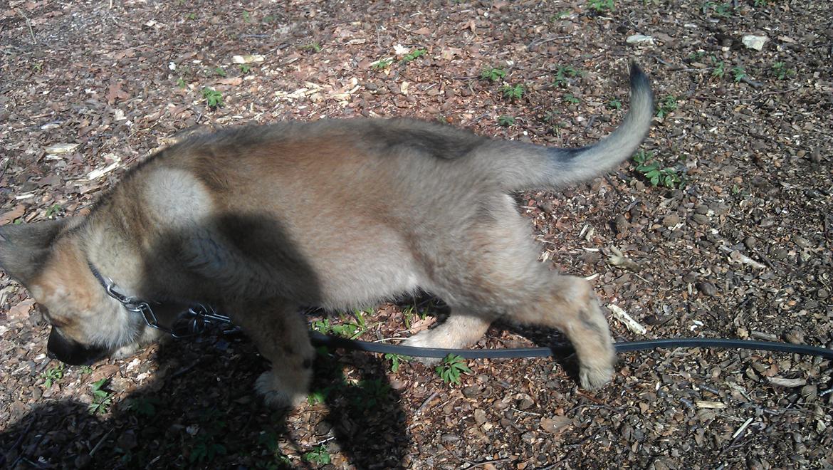 Schæferhund kegean  billede 14