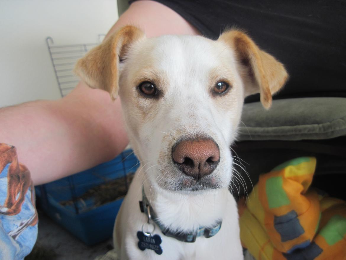 Greyhound blanding Laban The Champion billede 7