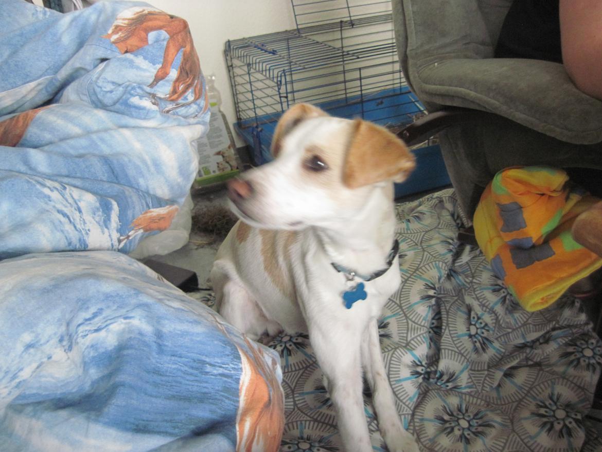 Greyhound blanding Laban The Champion billede 8