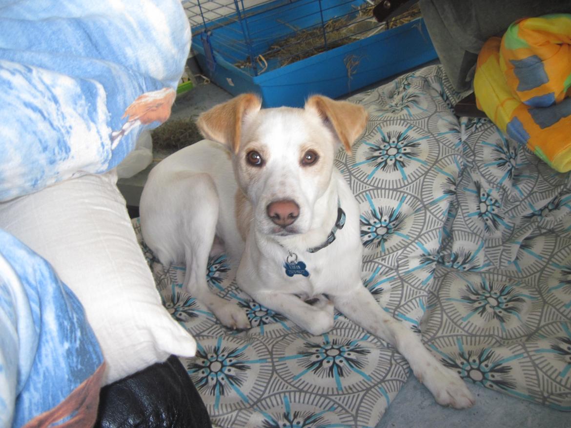 Greyhound blanding Laban The Champion billede 1