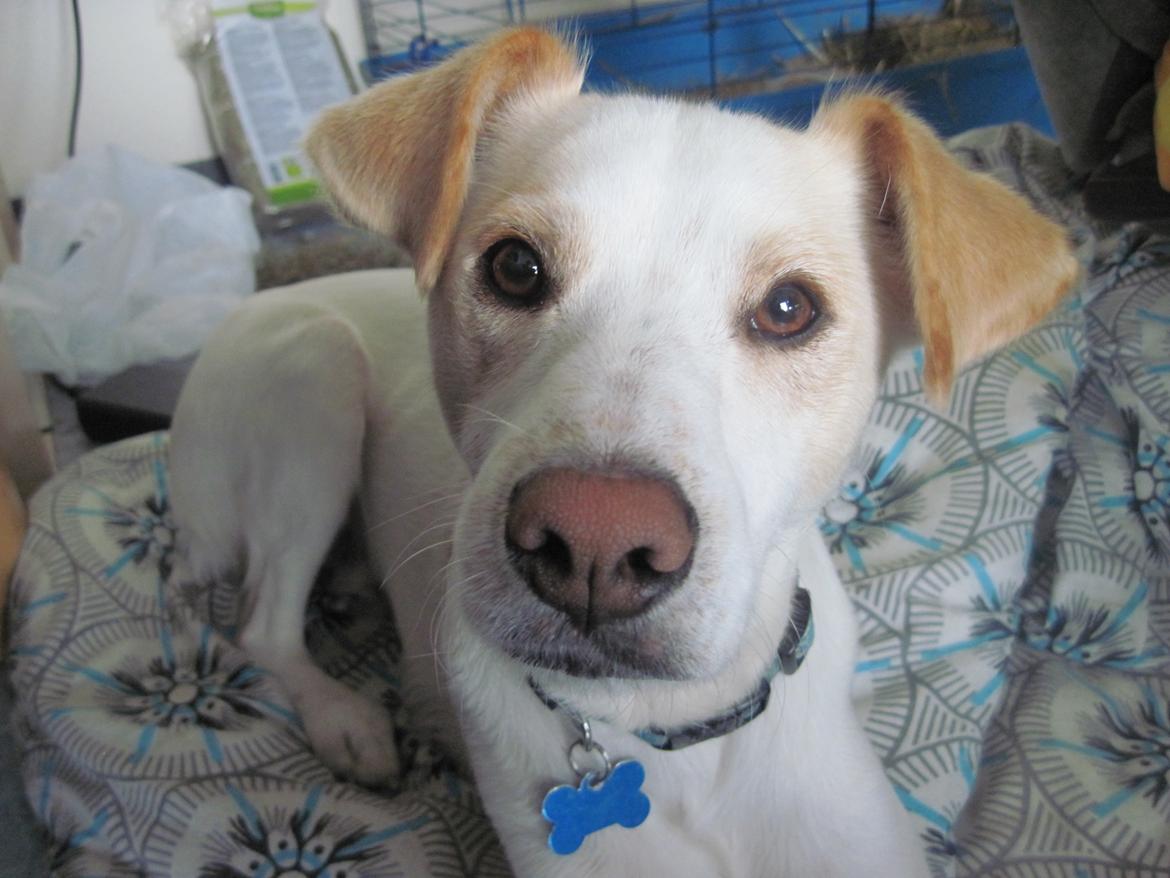 Greyhound blanding Laban The Champion billede 9