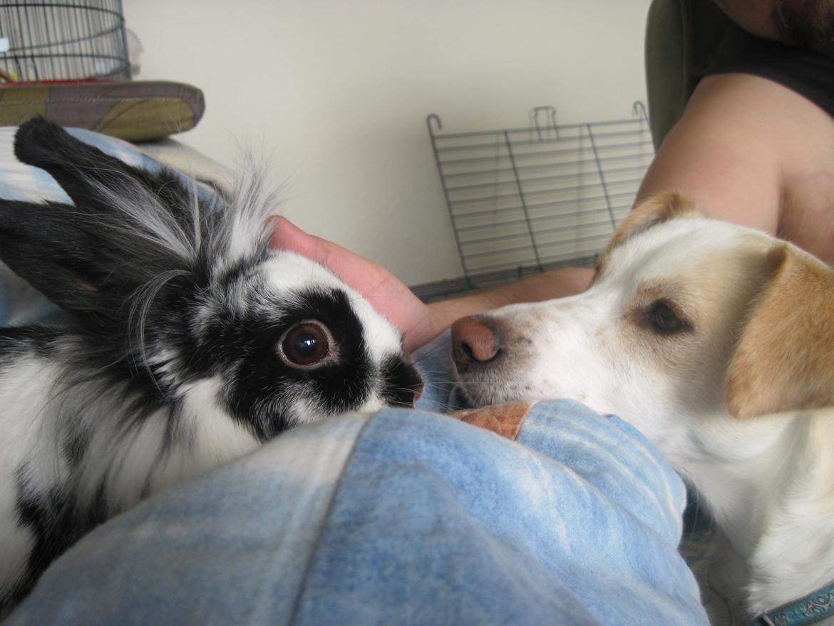 Greyhound blanding Laban The Champion - Pinkie er så deeeeejlig!! billede 10