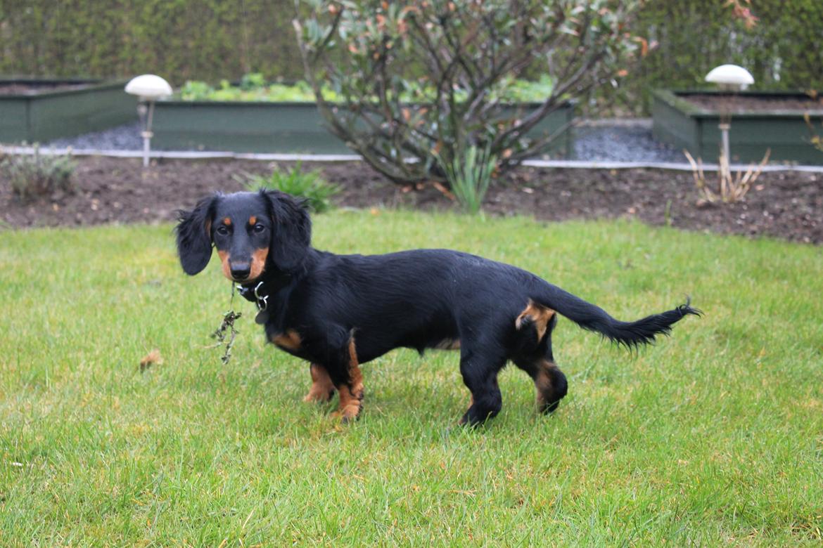 Dværggravhund Molly billede 9