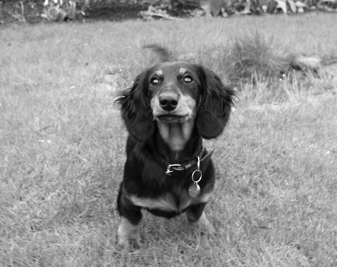 Dværggravhund Molly billede 13