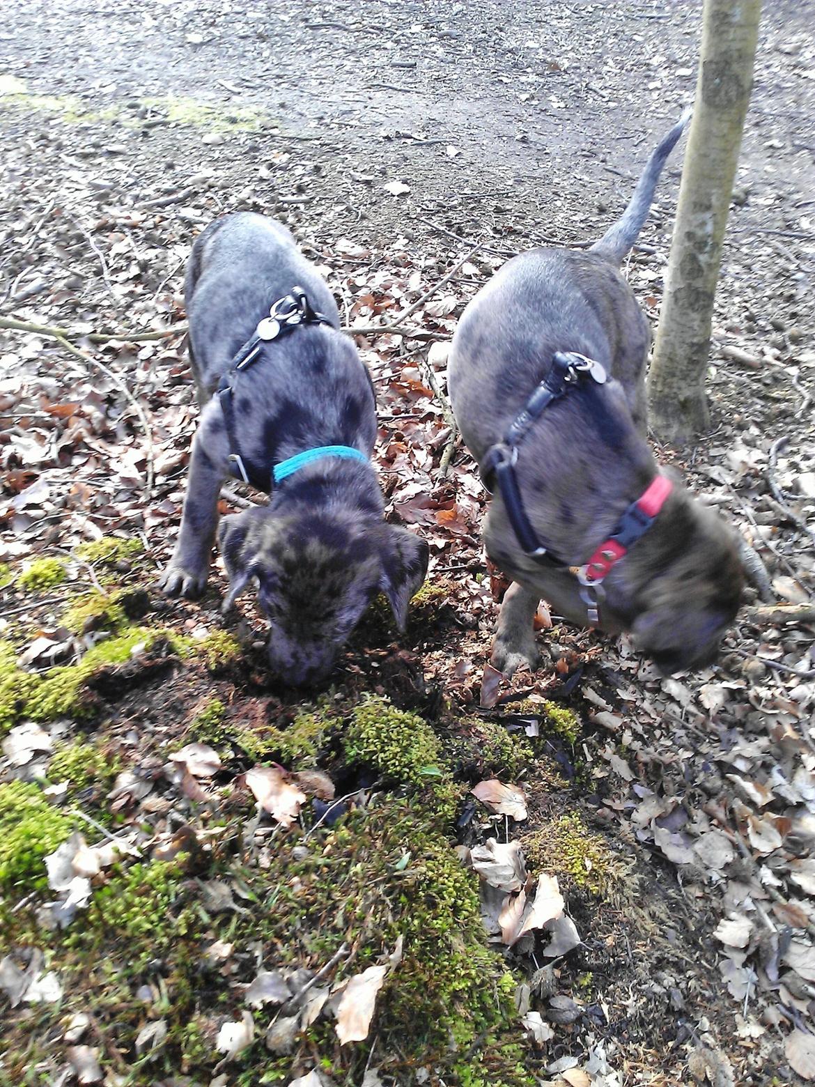 Blanding af racer Wilma (Labrador/dsg) - I skoven for første gang billede 8