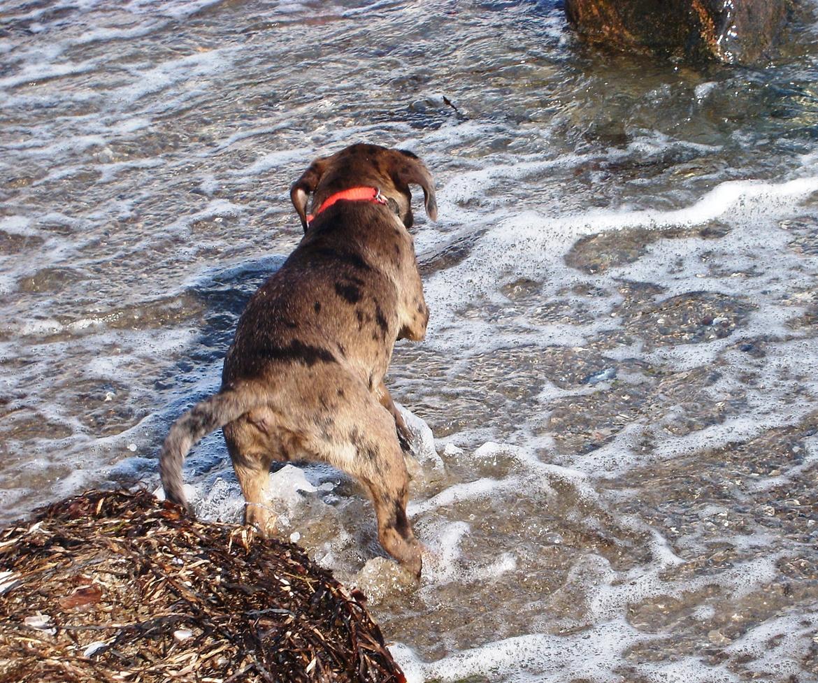 Blanding af racer Wilma (Labrador/dsg) - På stranden for første gang billede 9