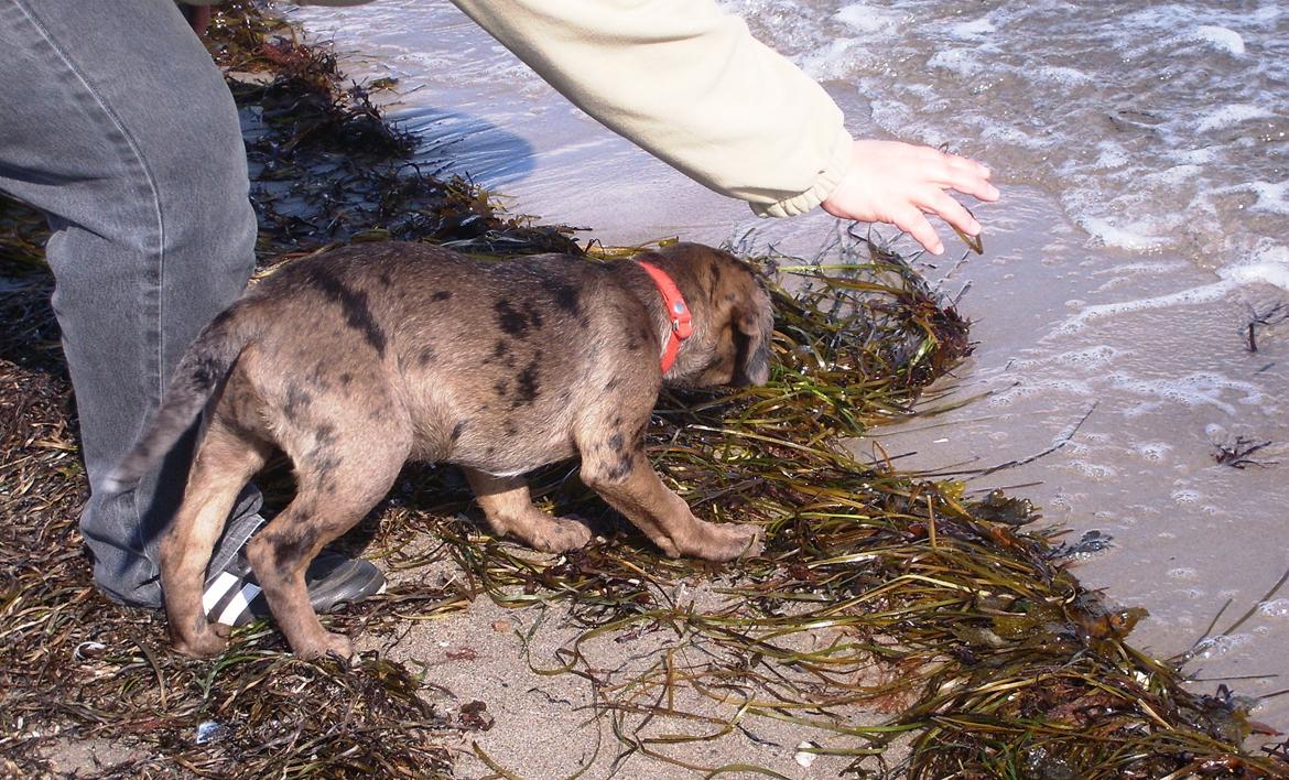 Blanding af racer Wilma (Labrador/dsg) - Vandet er en smule farligt billede 10