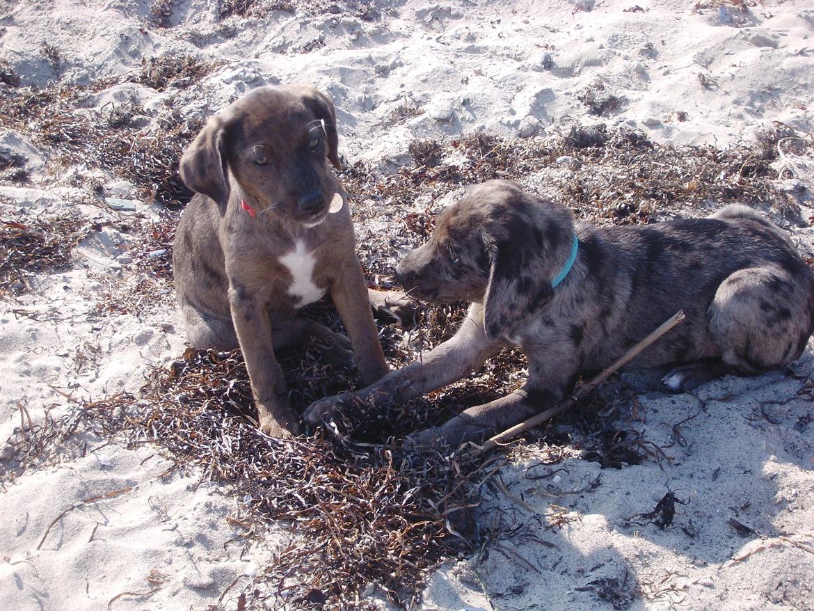 Blanding af racer Wilma (Labrador/dsg) - Kan muslingskaller spises? billede 11