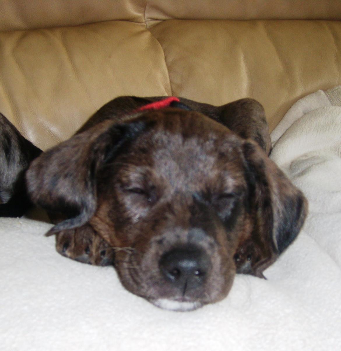 Blanding af racer Wilma (Labrador/dsg) - ZZZZZ billede 13