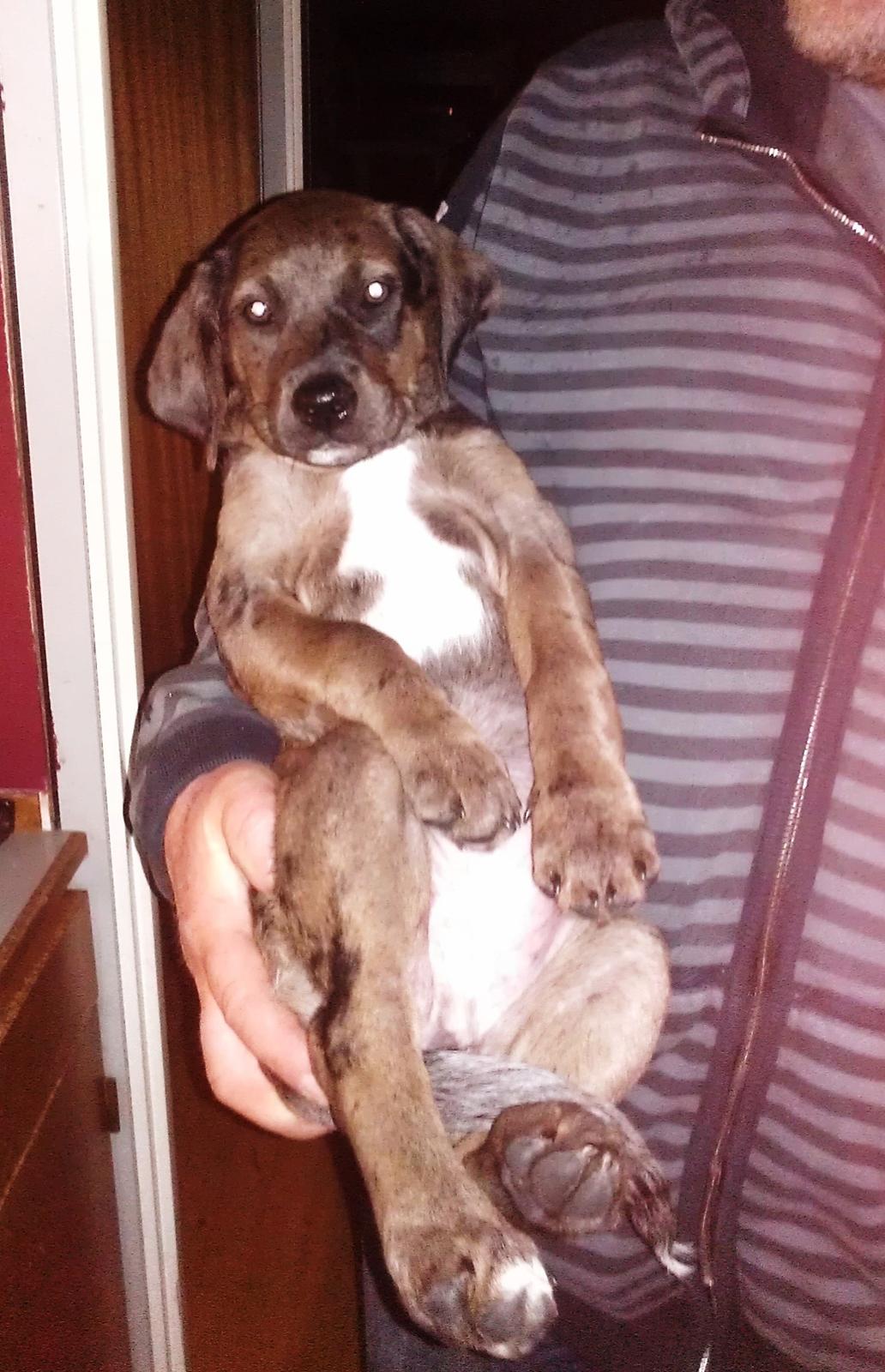 Blanding af racer Wilma (Labrador/dsg) - Fars pige :) billede 14
