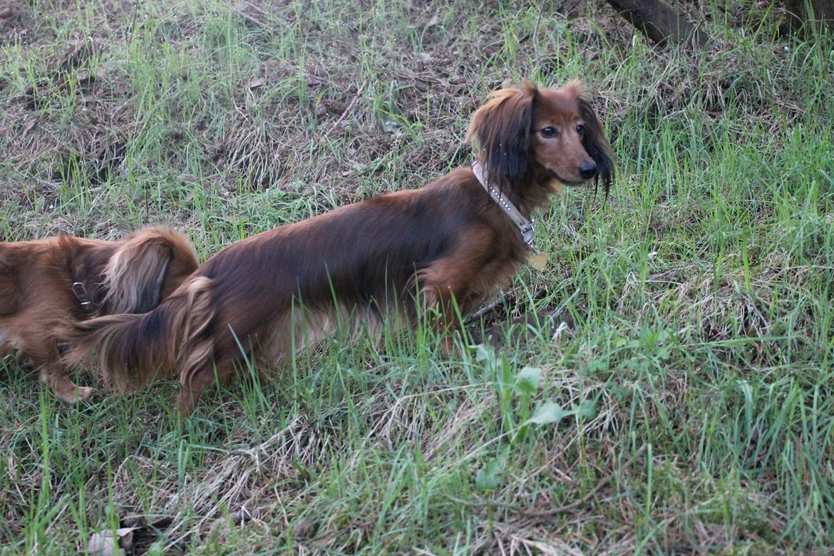 Miniature gravhund Cirkeline  billede 13