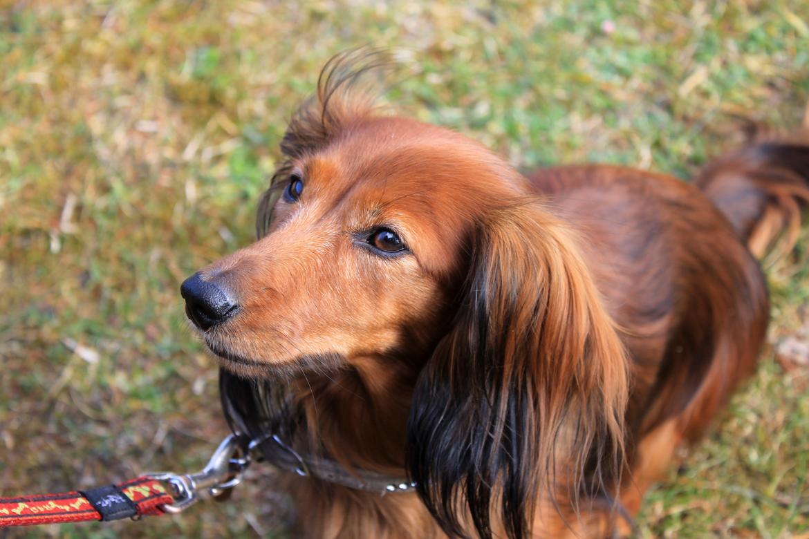 Miniature gravhund Cirkeline  - Velkommen til Cirkelines profil. billede 1