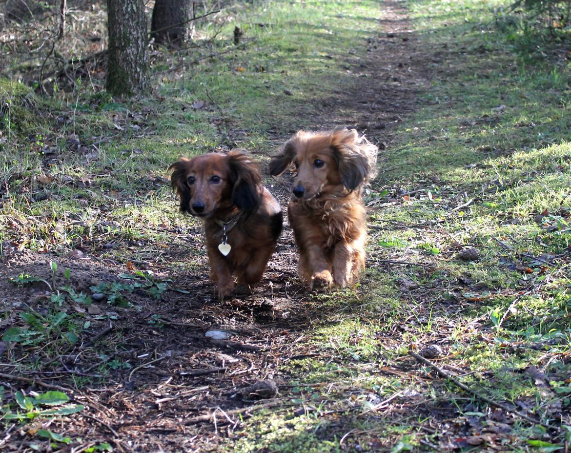 Miniature gravhund Michell - Michell sammen med Cirkeline. På trods af hendes høje alder, holder hun sig godt! billede 8