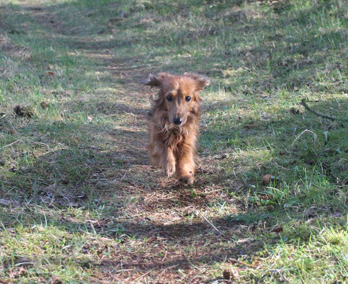 Miniature gravhund Michell - Velkommen til Michells profil.  billede 1
