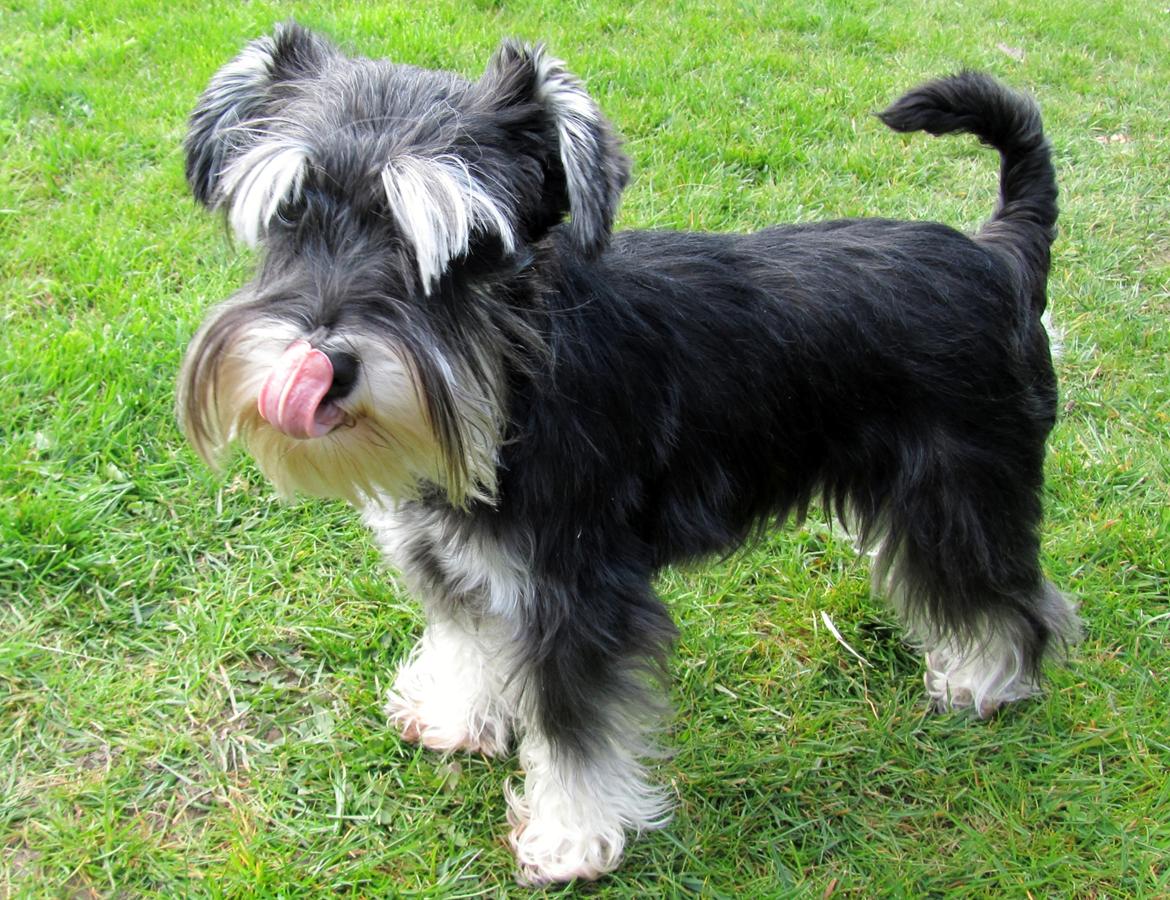 Dvaergschnauzer Soffi billede 7