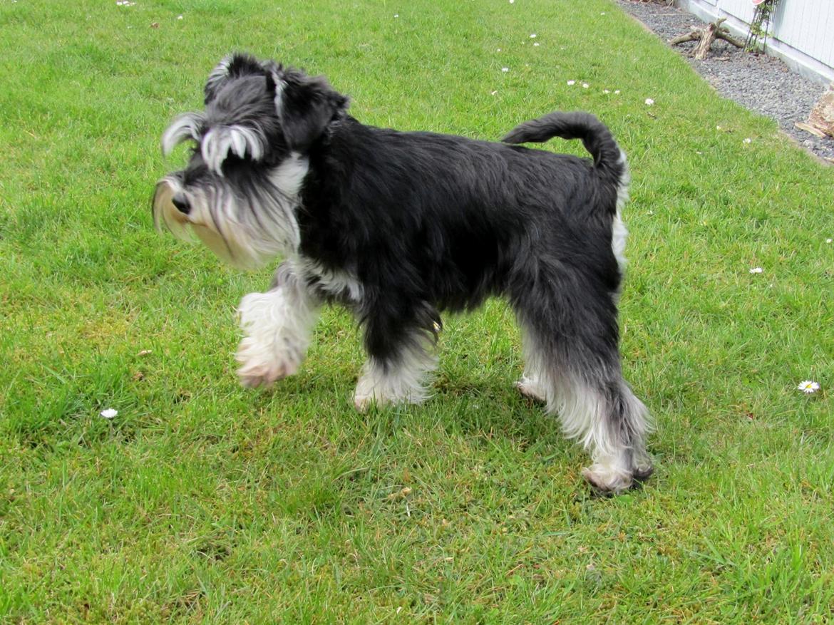 Dvaergschnauzer Soffi billede 8