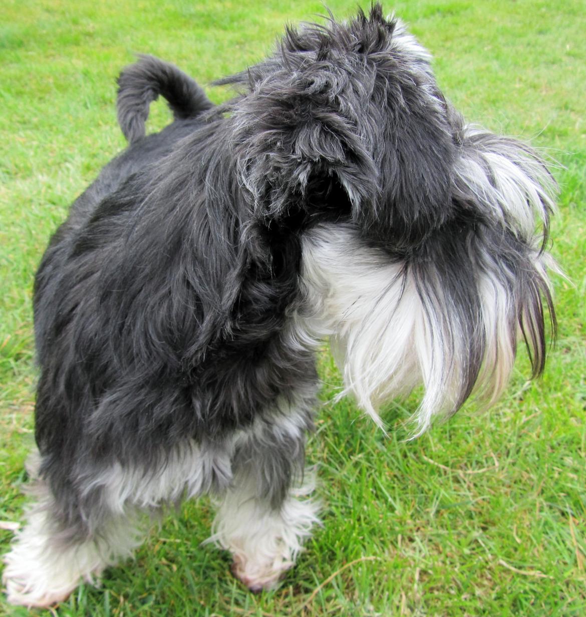 Dvaergschnauzer Soffi billede 9