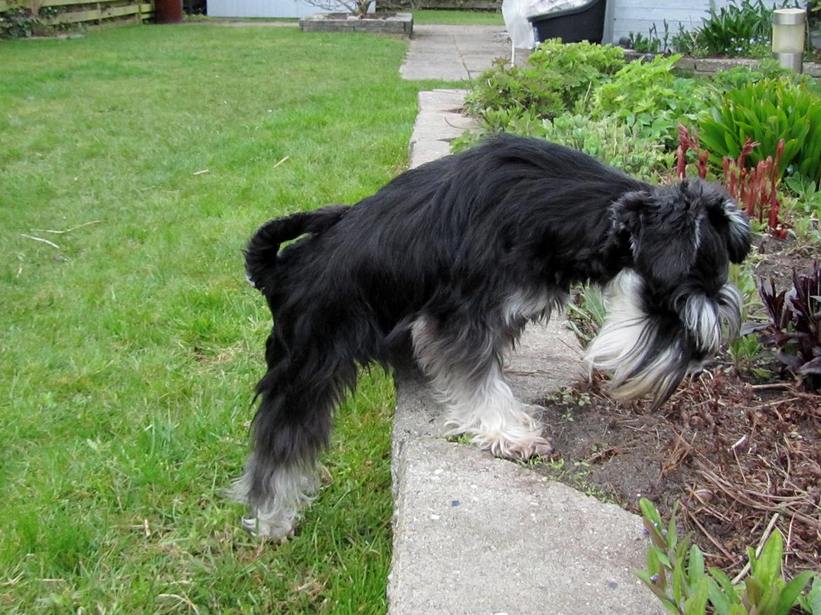 Dvaergschnauzer Soffi billede 10