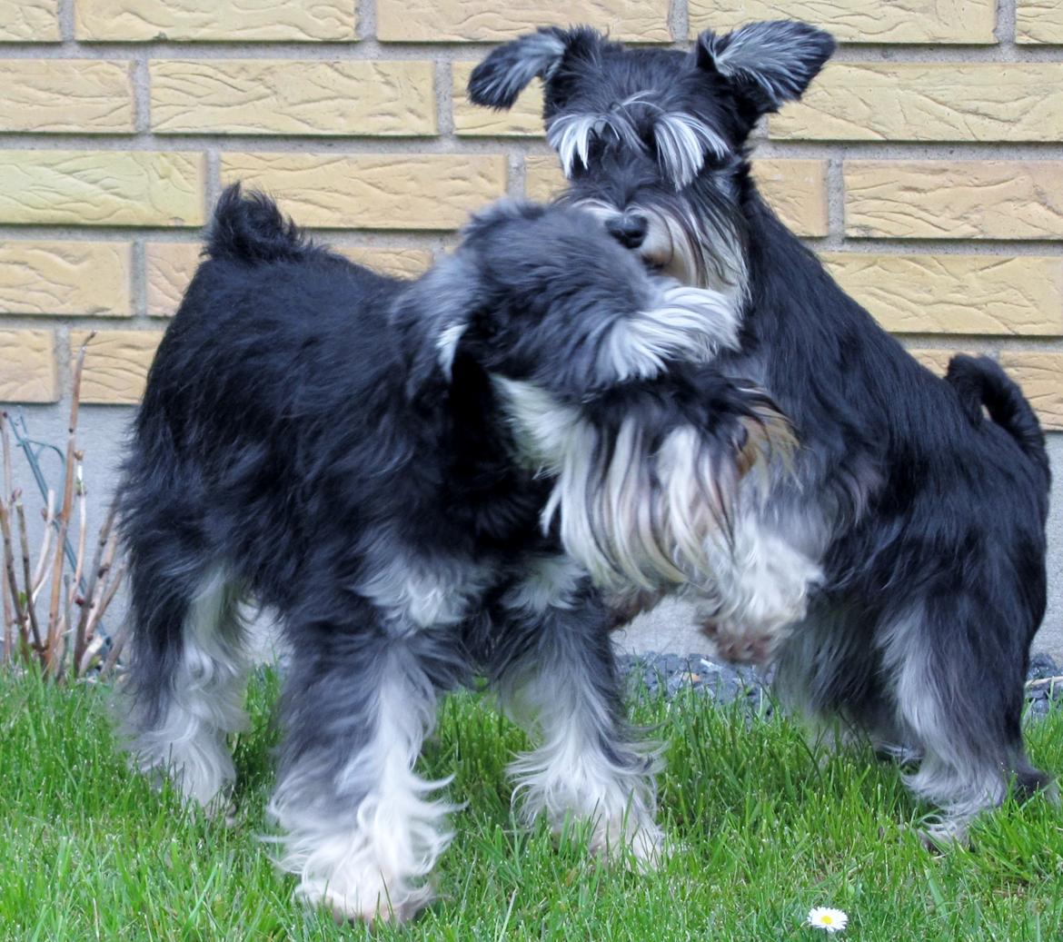 Dvaergschnauzer Soffi billede 11