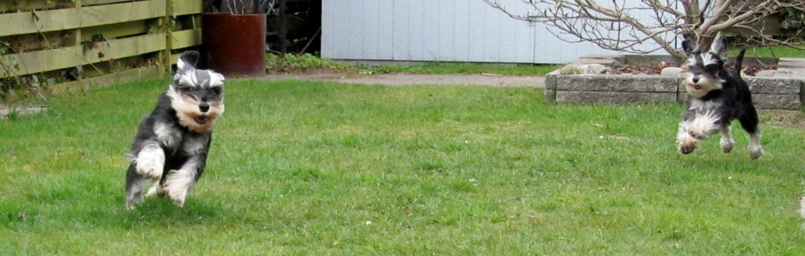 Dvaergschnauzer Soffi billede 12