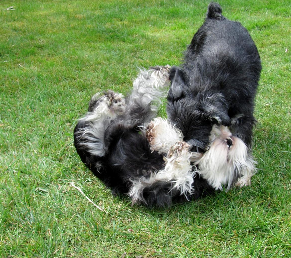 Dvaergschnauzer Soffi billede 13
