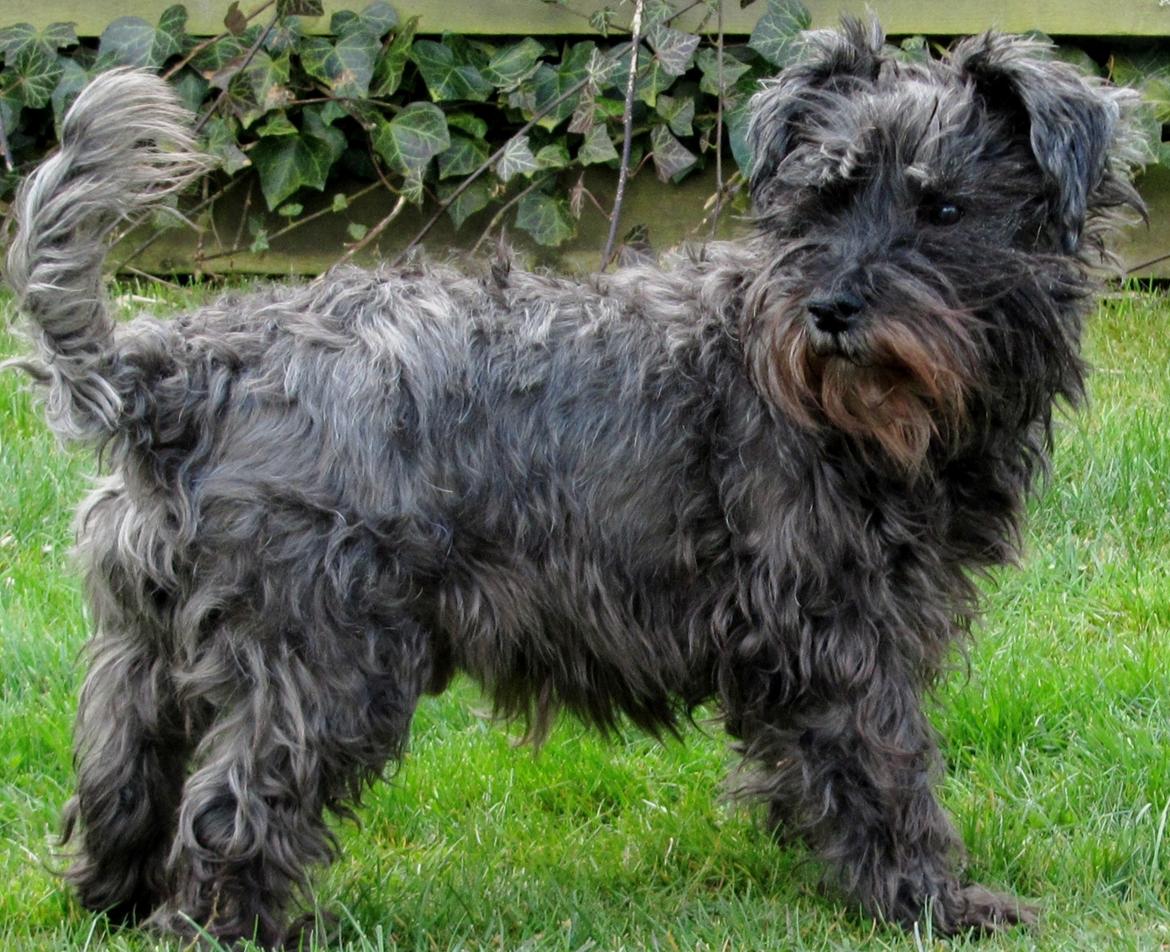 Blanding af racer Fusse Himmelhund billede 18