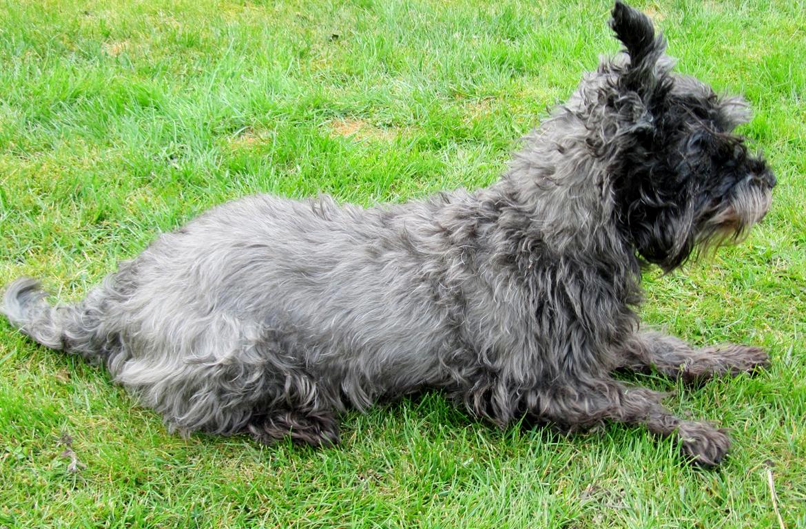 Blanding af racer Fusse Himmelhund billede 19