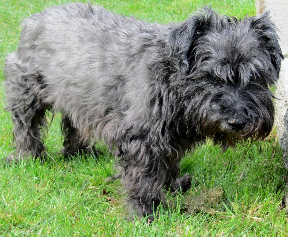 Blanding af racer Fusse Himmelhund billede 20