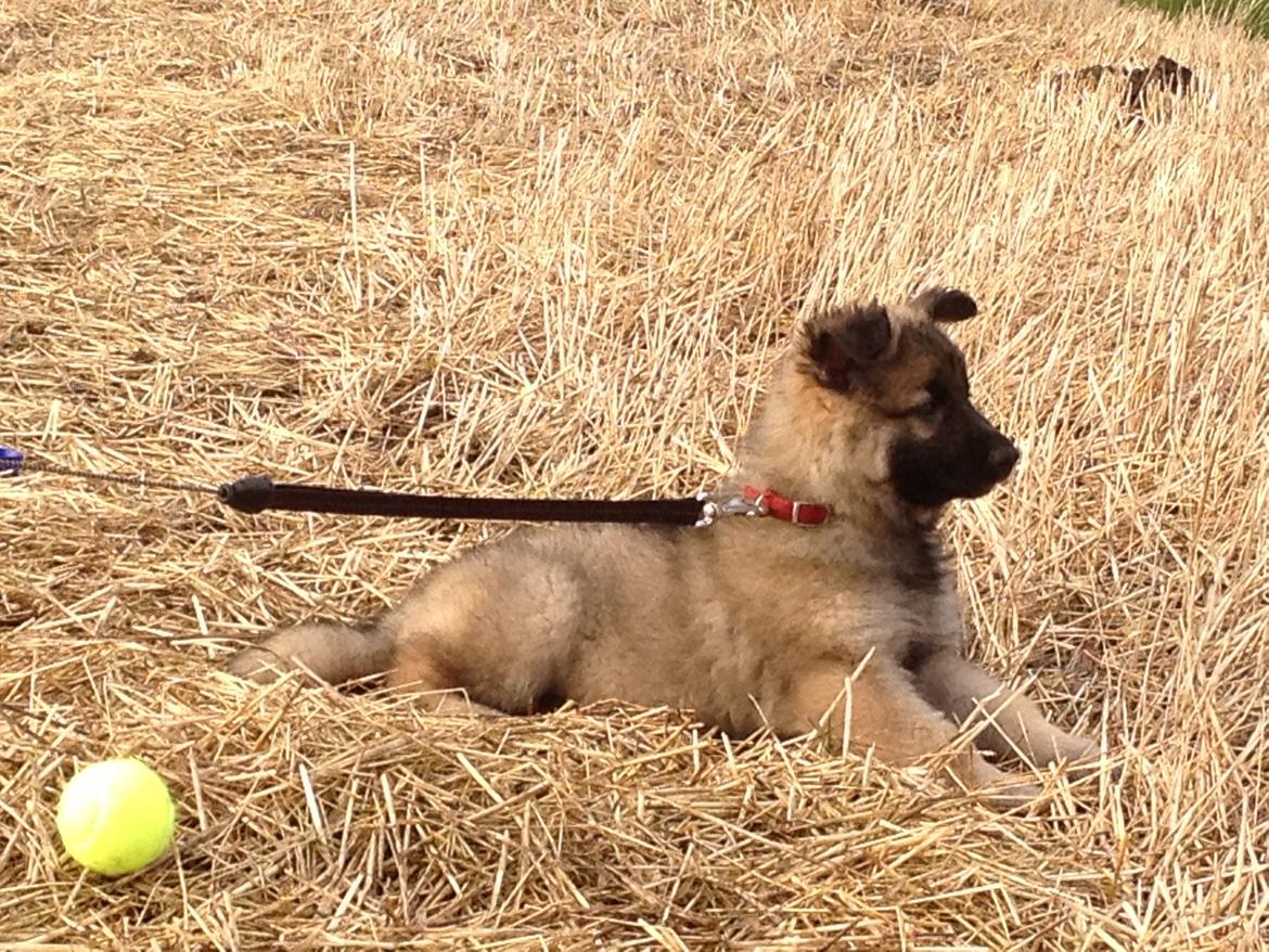 Schæferhund Sif billede 3