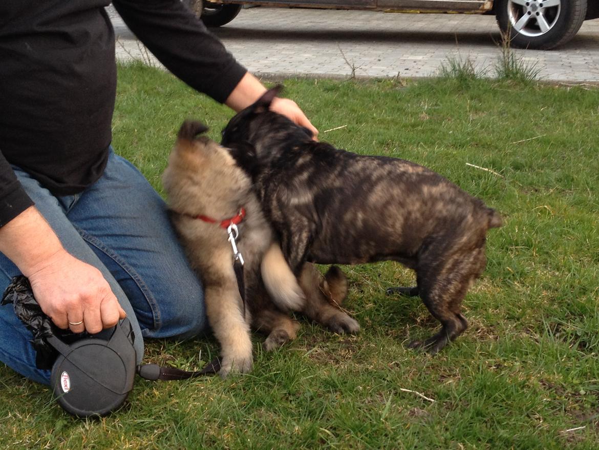 Schæferhund Sif billede 2