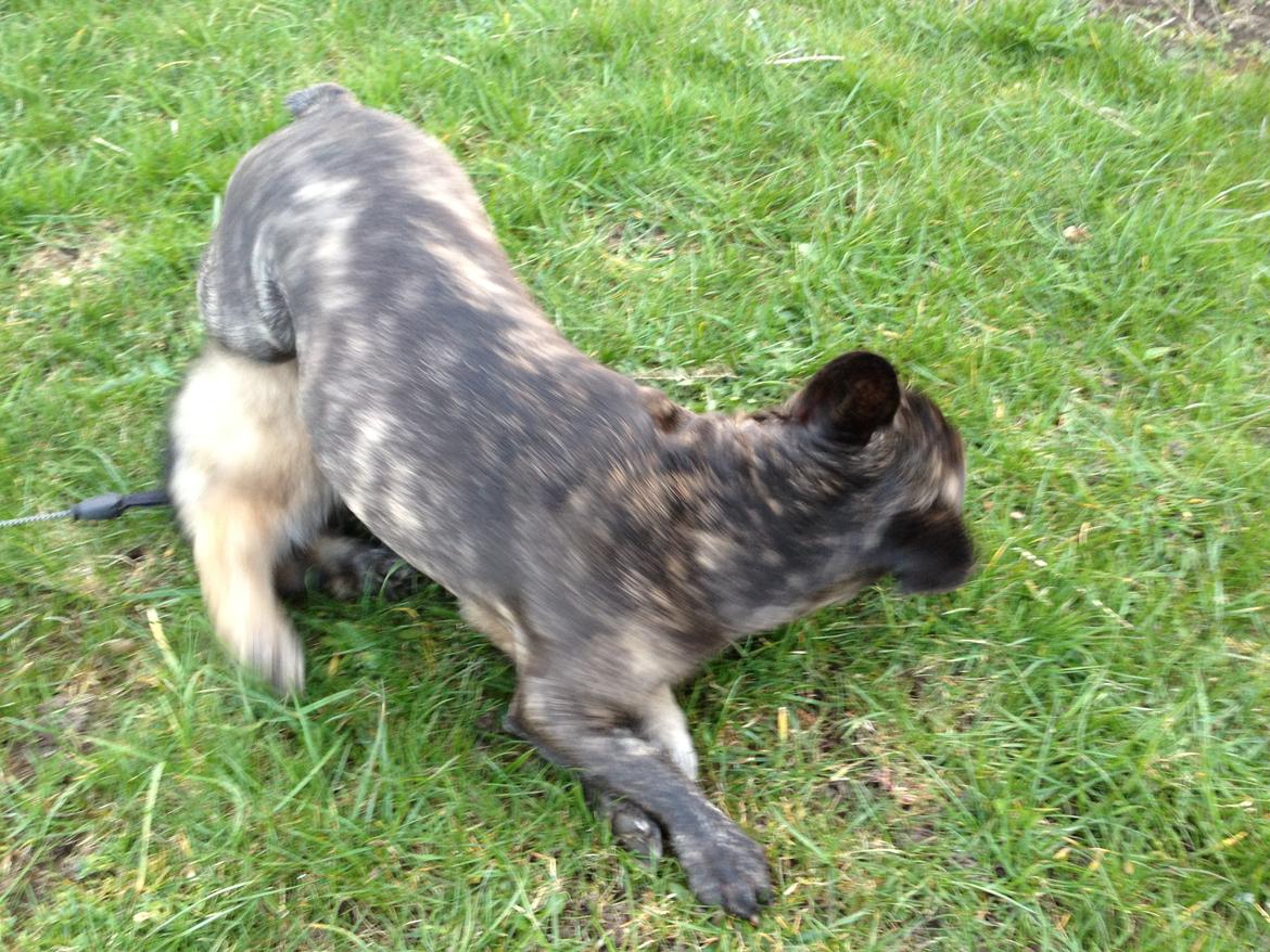 Schæferhund Sif billede 4