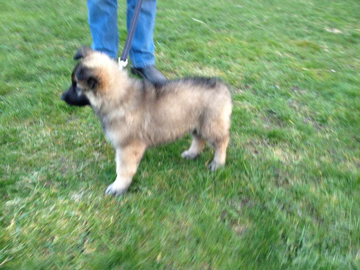 Schæferhund Sif billede 5