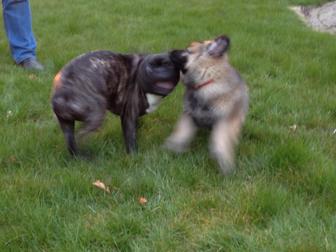 Schæferhund Sif billede 6