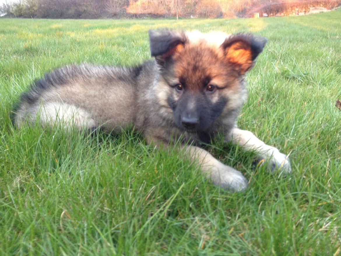 Schæferhund Sif billede 7