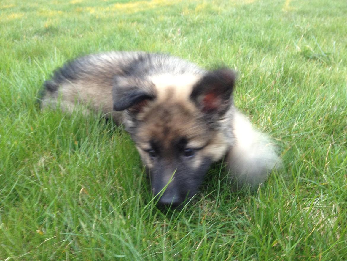 Schæferhund Sif billede 8