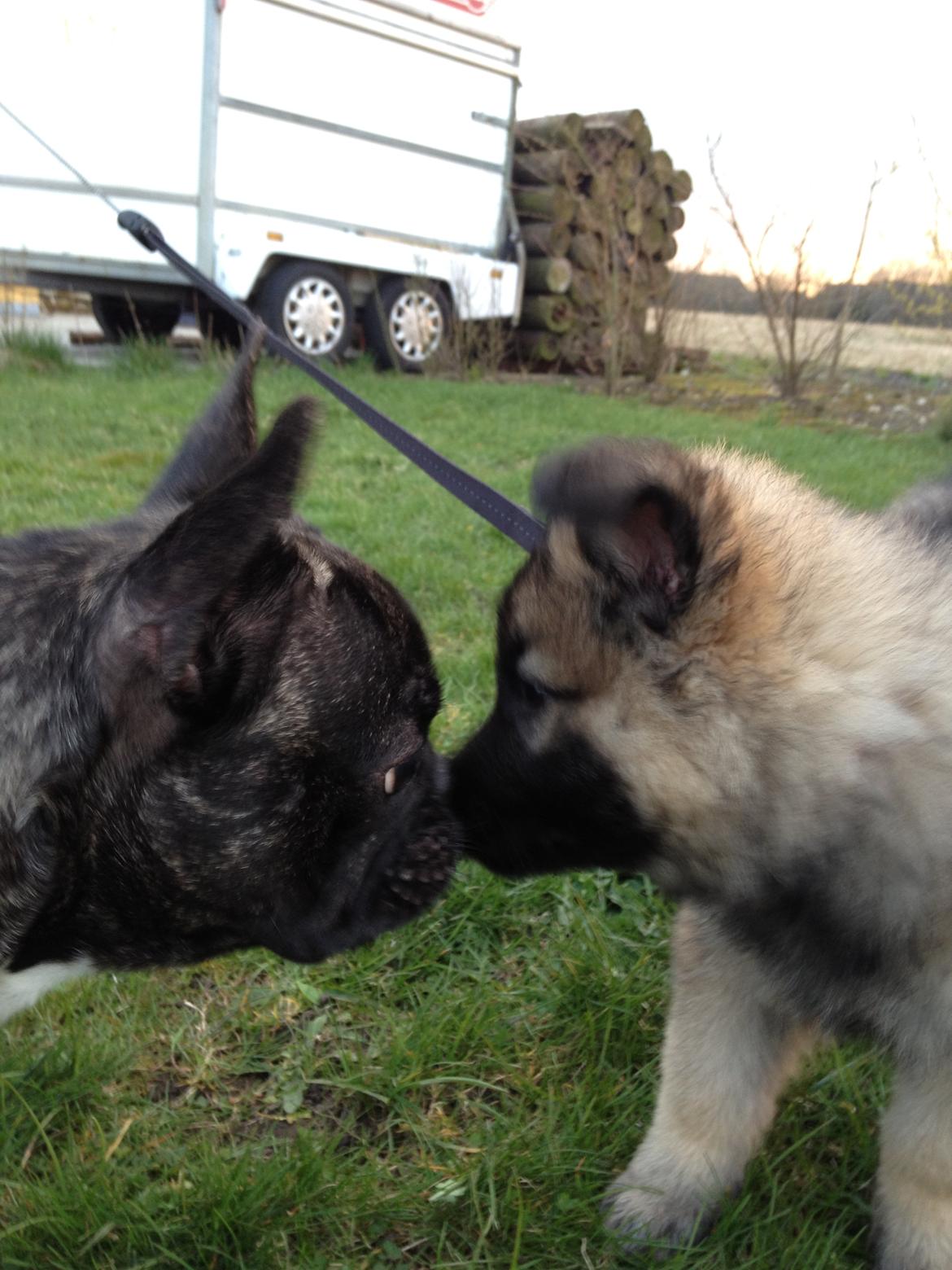 Schæferhund Sif billede 9