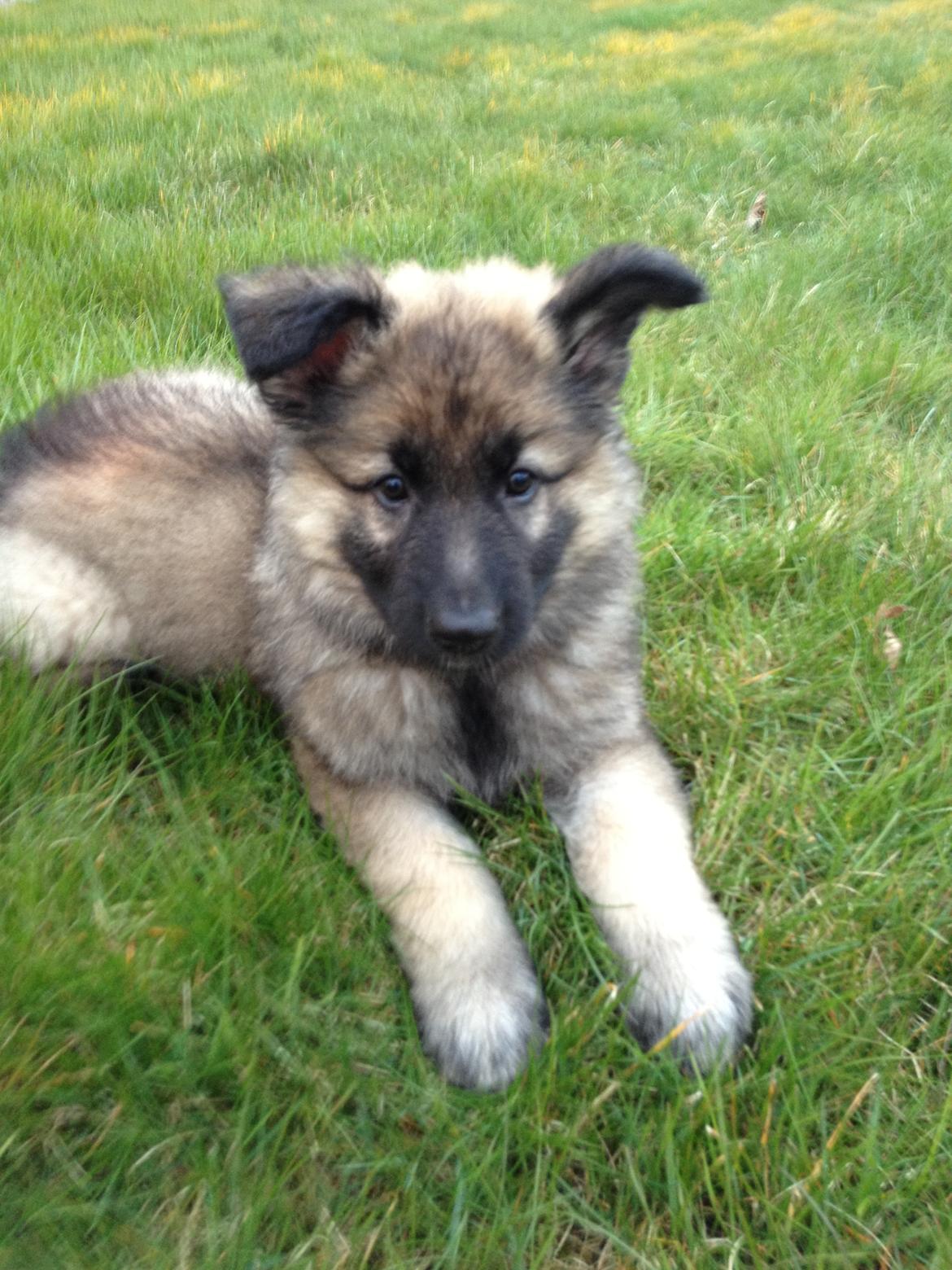 Schæferhund Sif billede 10