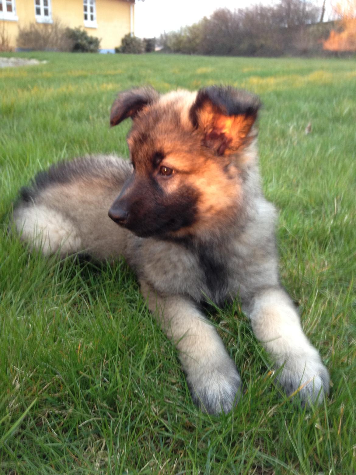 Schæferhund Sif billede 1