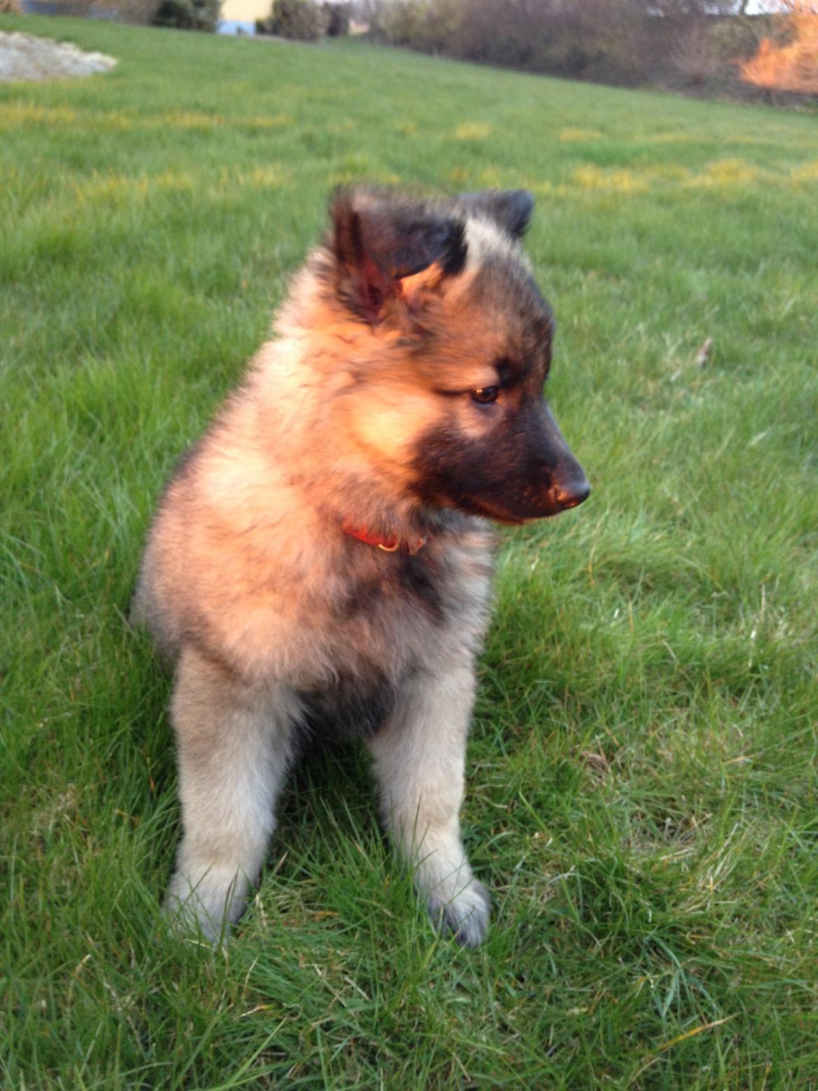 Schæferhund Sif billede 11