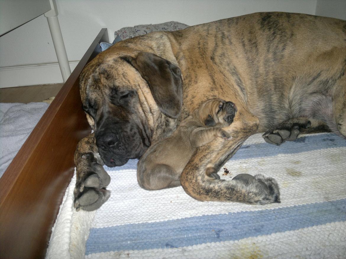 Blanding af racer Møffe - 10 dage gammel. Snupper en lur med mor. billede 2