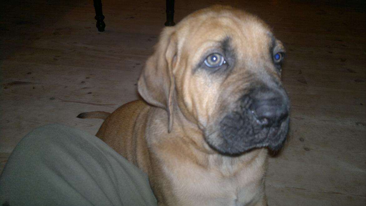 Blanding af racer Møffe - 7 uger ung. 12 kg. Vokser og trives fint. billede 1