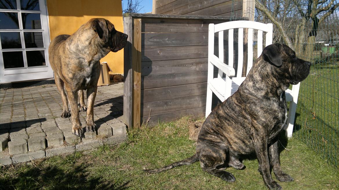 Blanding af racer Møffe - De stolte forældre,,,,, billede 3