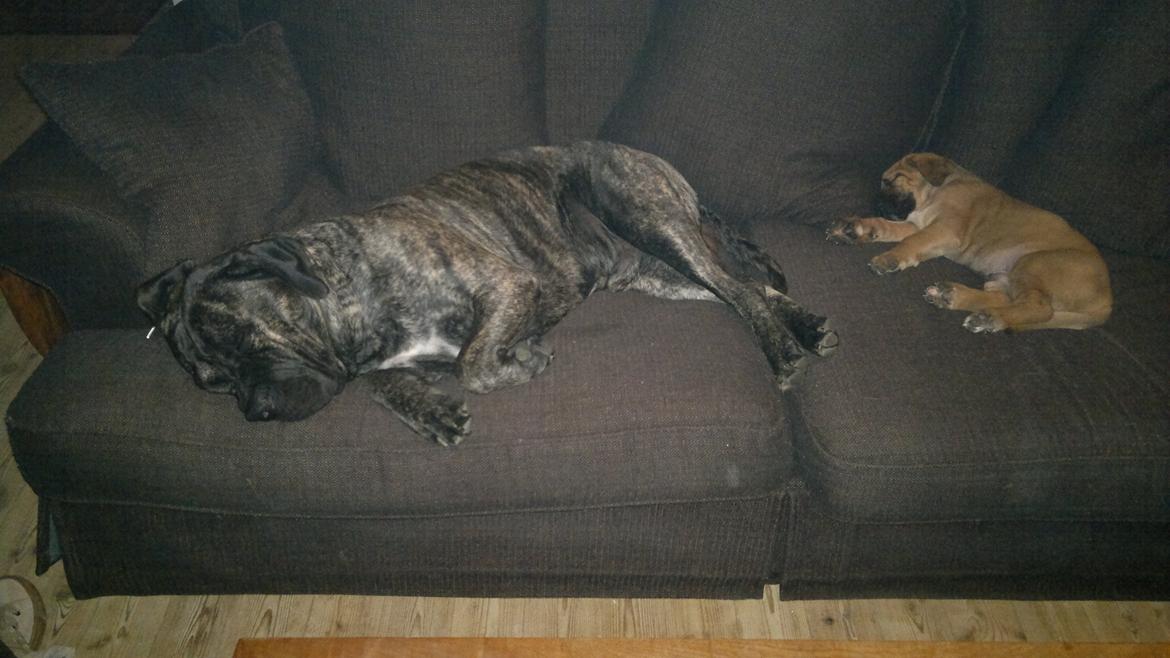 Blanding af racer Møffe - Snupper en lur på sofaen med farmand. ca, 6 uger gammel. billede 4